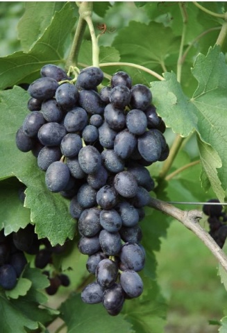 Vinná réva - Black Magic - bezsemenný rezistnent