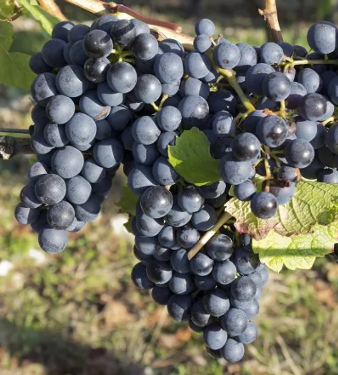 Vinná réva - Muskat Blue - rezistent
