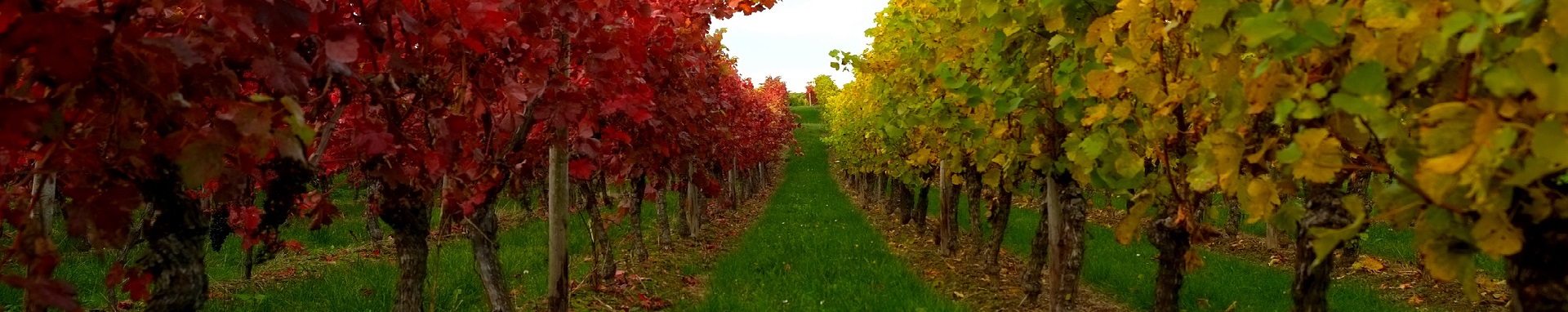 K podzimu patří Svatomartinská vína.