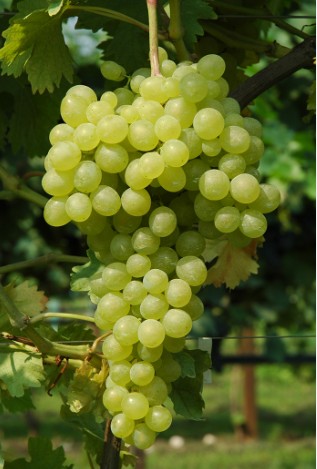 Vinná réva - Pannonia Kincse