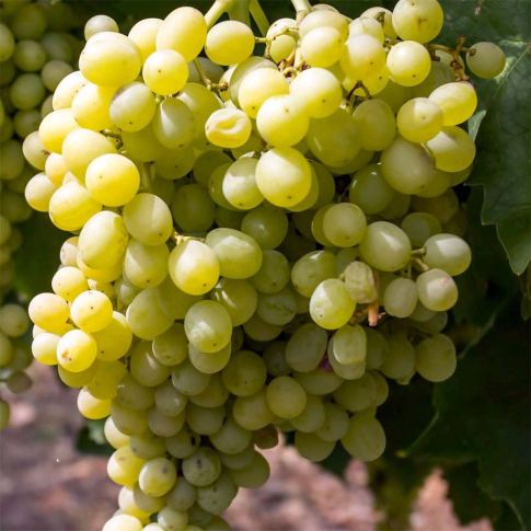 Vinná réva - Regina Dei Vigneti