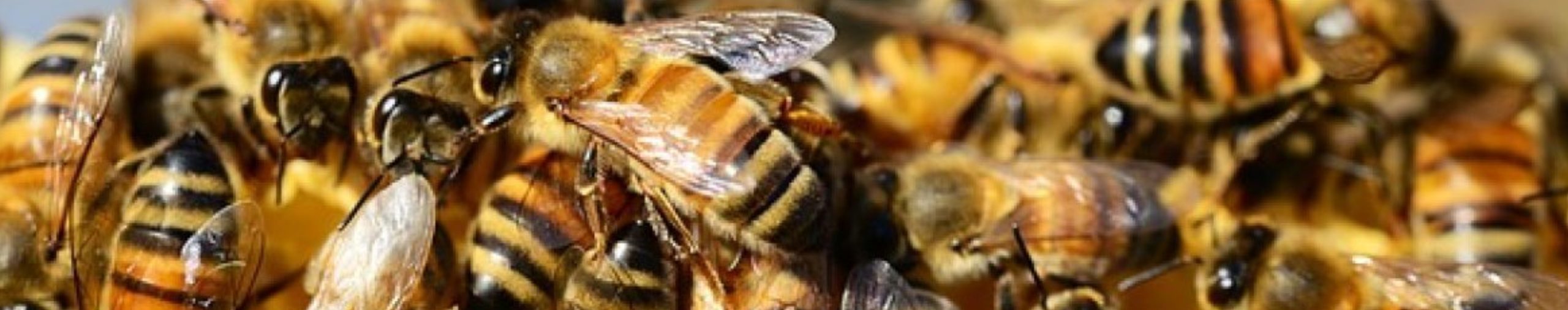 VČELÍ SOBOTA 24. 5. 2025