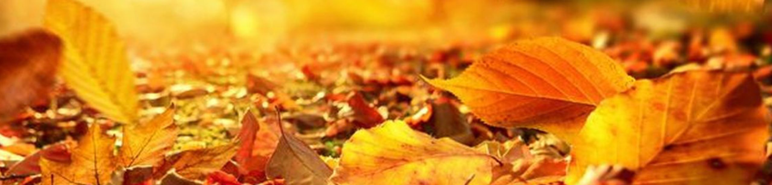 PODZIMNÍ AKČNÍ LETÁK – ŘÍJEN