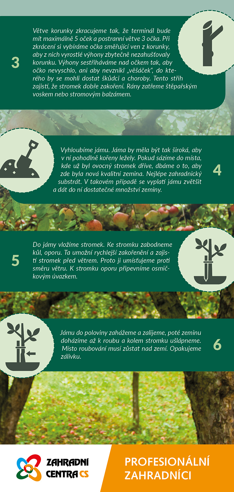 Výsadba ovocných stromů (prostokořenných)
