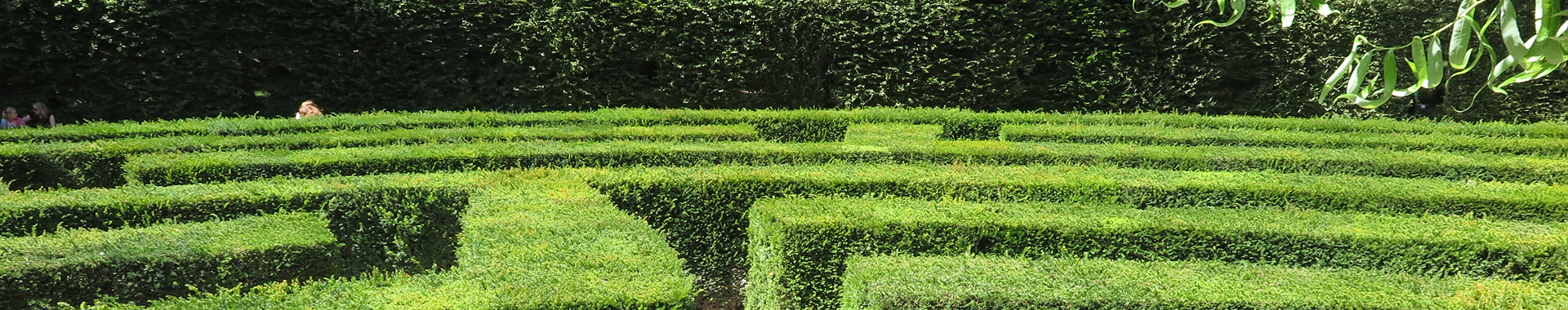 Ptačí zob vejčitolistý (zlatolistý)