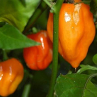 Chilli papričky - Paprika chilli - Habanero Orange