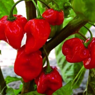 Chilli papričky - Paprika chilli - Habanero Red