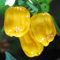 Chilli papričky - Paprika chilli - Habanero Yellow