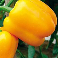 Papriky - Paprika zeleninová - Garnet