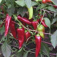 Papriky - Paprika zeleninová - Lýdia