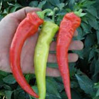 Papriky - Paprika zeleninová - Semaroh
