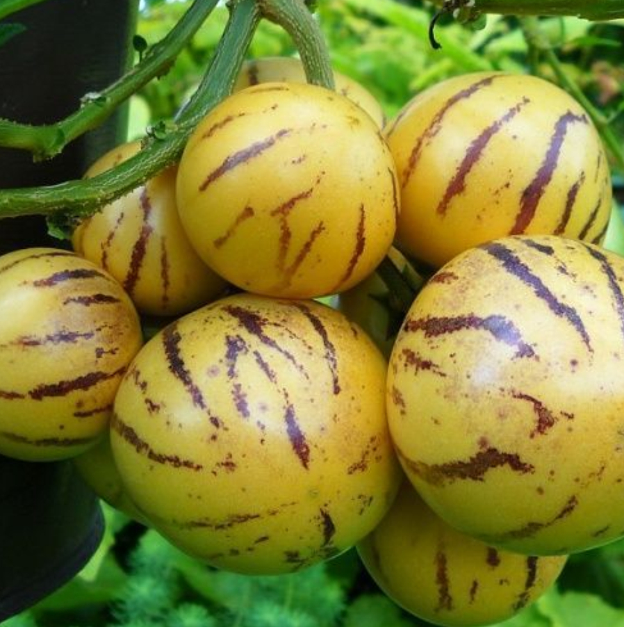 Ostatní zelenina - Pepino