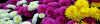 1_chrysanthemums