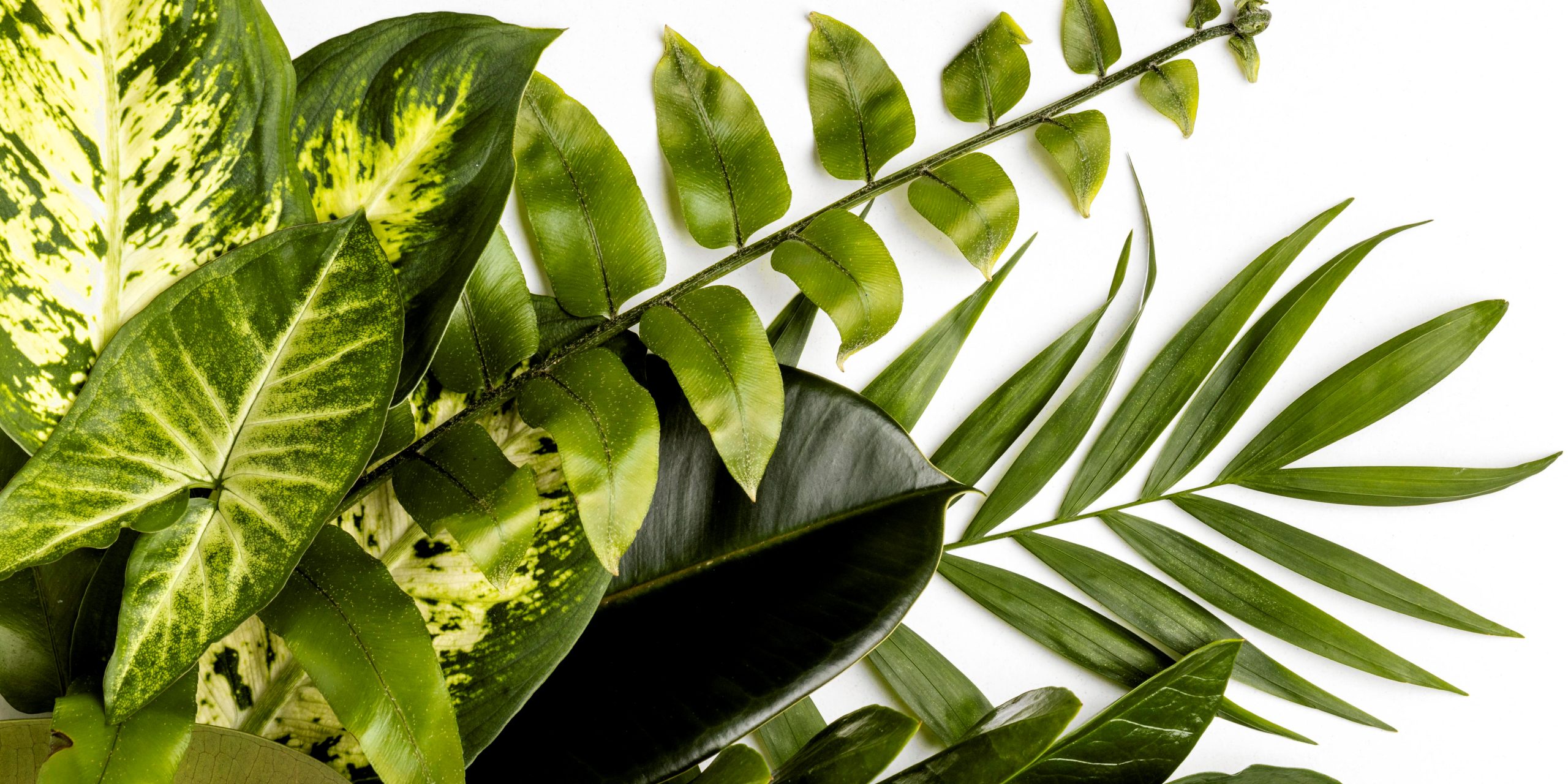 Nejedovaté pokojové rostliny do bytu