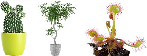 Pokojové rostliny