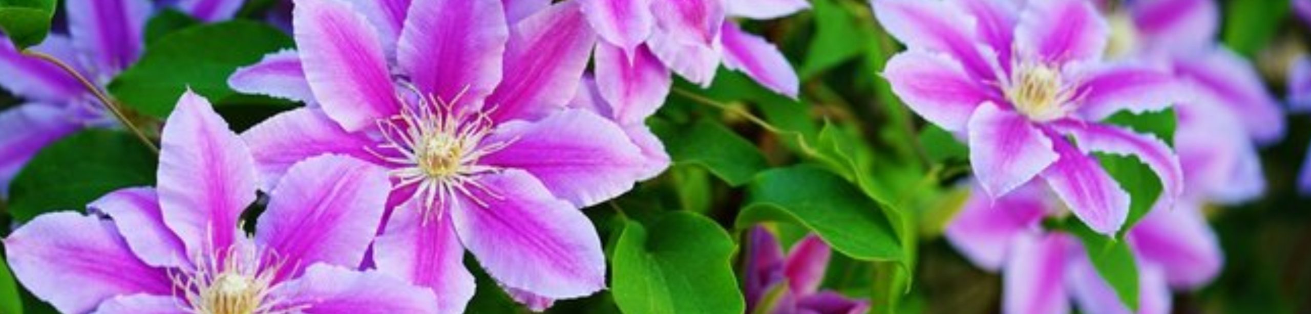 STÁTNÍ SVÁTKY – KVĚTĚN