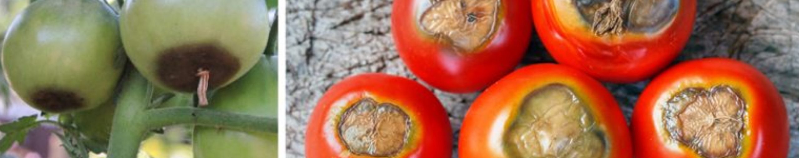 Tmavé fleky a hniloba?