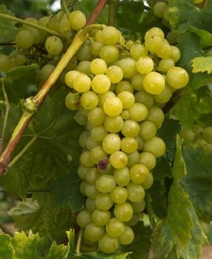 Vinná réva - Rubanka 